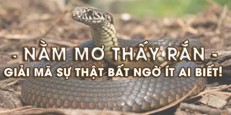 Lý giải về nằm mơ thấy rắn